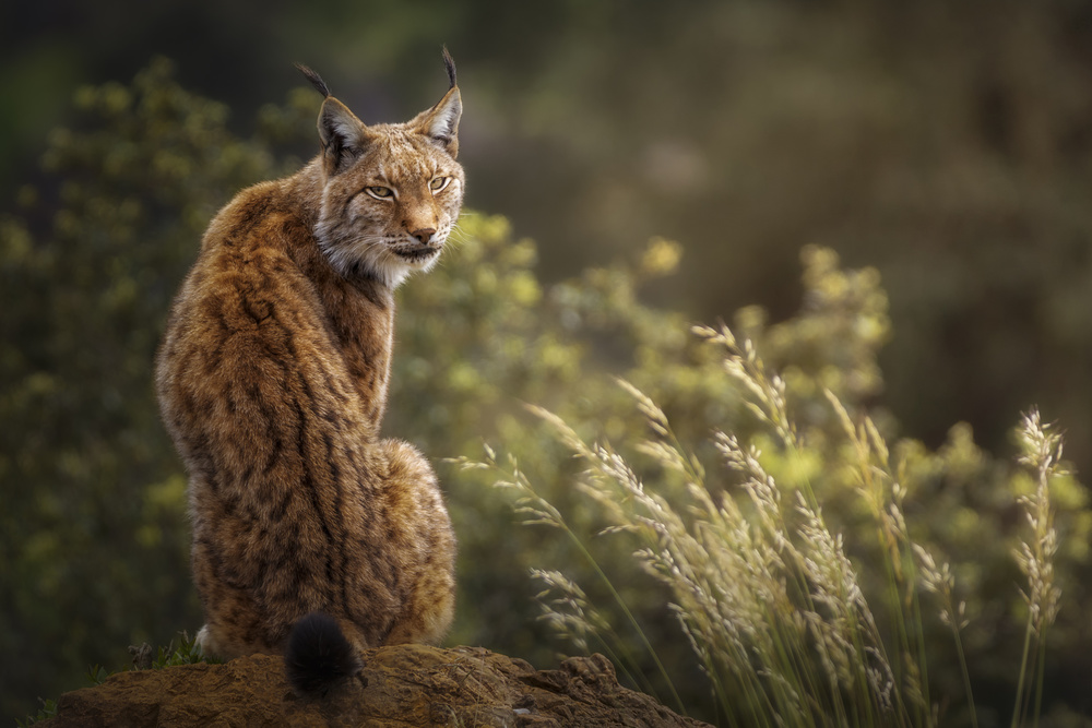 Lynx Golden Gaze by Sergio Saavedra Ruiz — canvas wall art