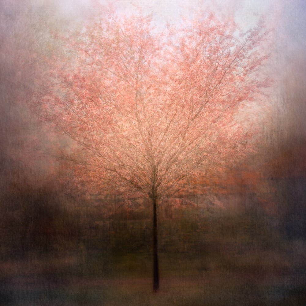 Dreamy Pink Tree by Katarina Holmström — canvas wall art