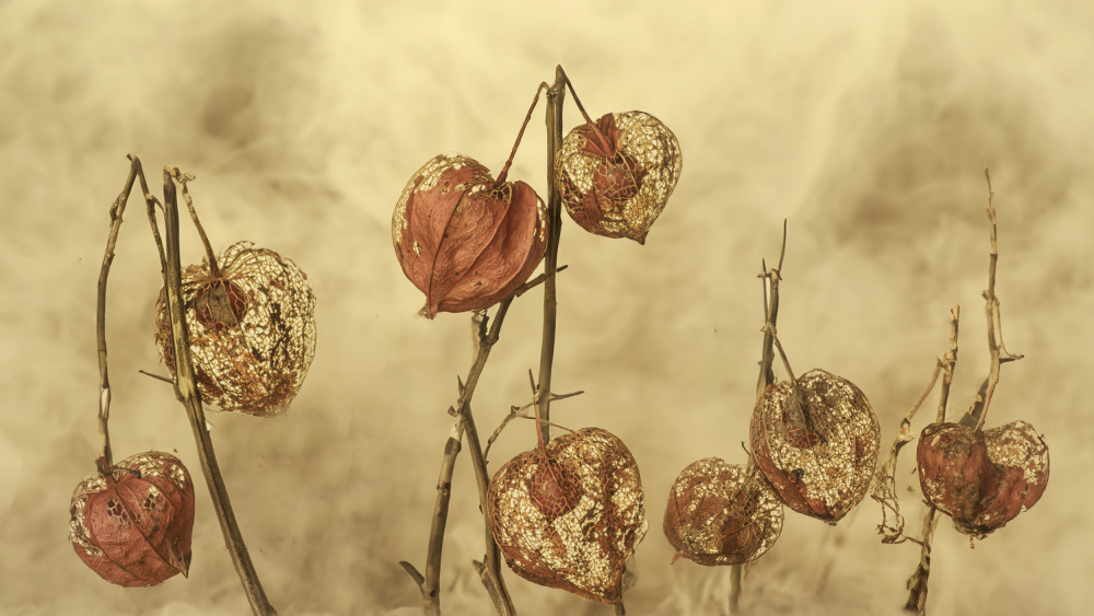 Dried Autumn Lanterns by Marie-anne Stas — canvas wall art