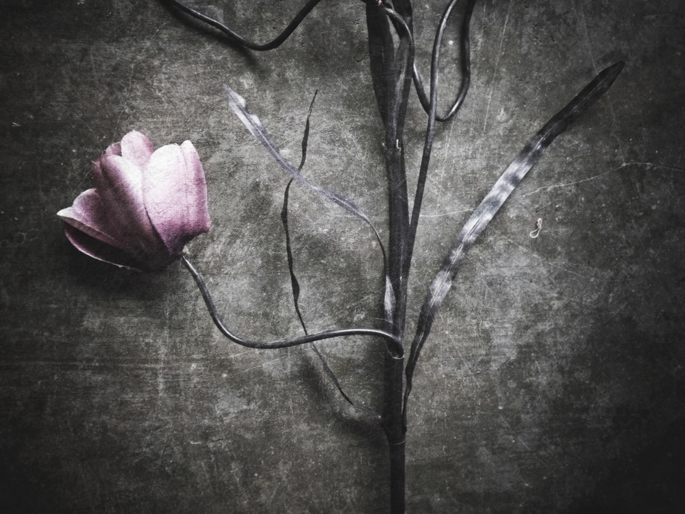 Moody Rustic Bloom by Kahar Lagaa — canvas wall art