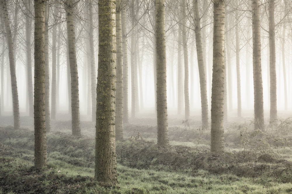 Ethereal Foggy Woods by Fiorenzo Carozzi — canvas wall art