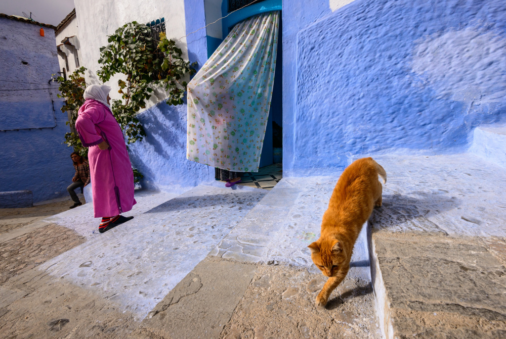 Orange Cat Blue Alleyway by Sergey Pesterev — canvas wall art