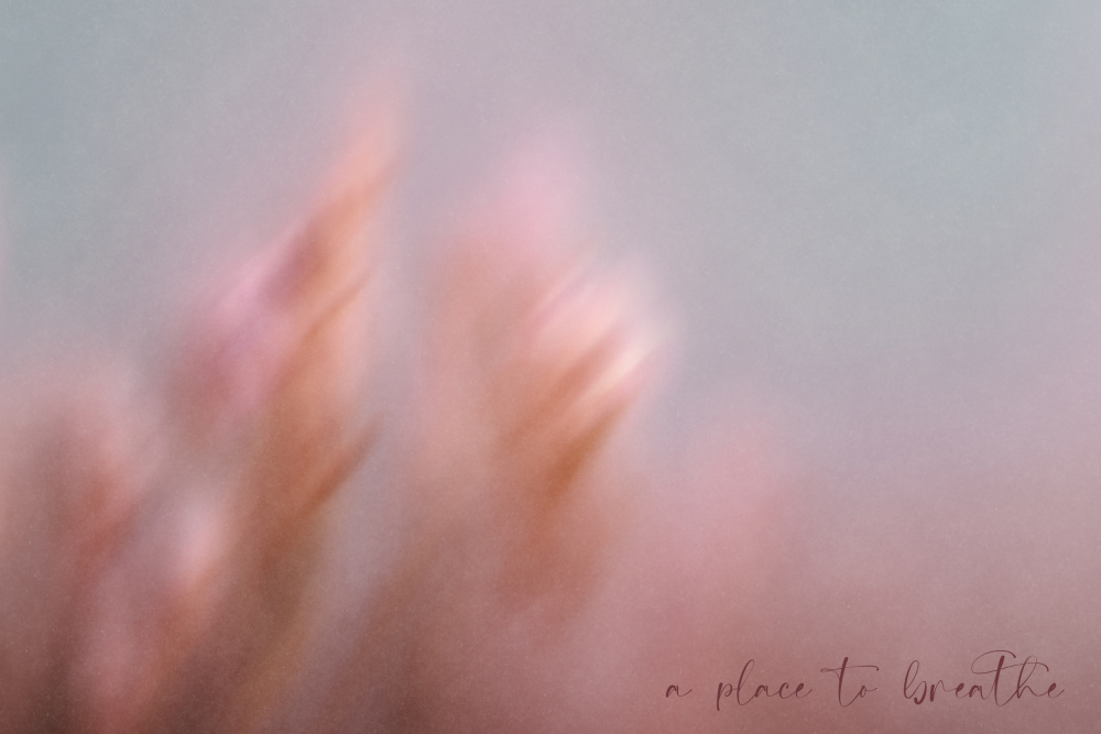 Soft Pink Dream by Treechild — canvas wall art