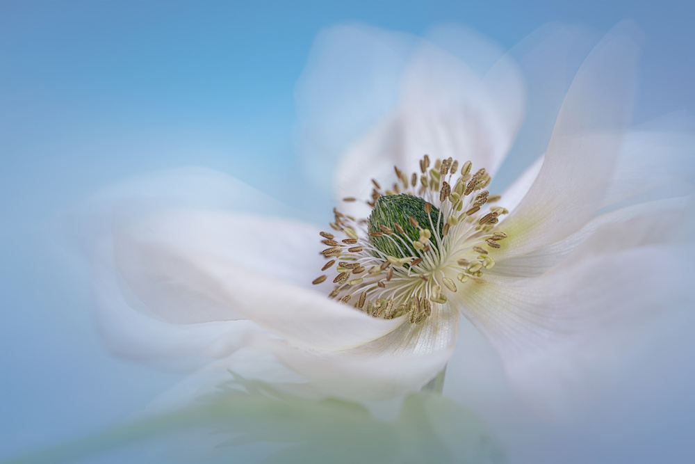 Soft Anemone Bloom by Lydia Jacobs — canvas wall art