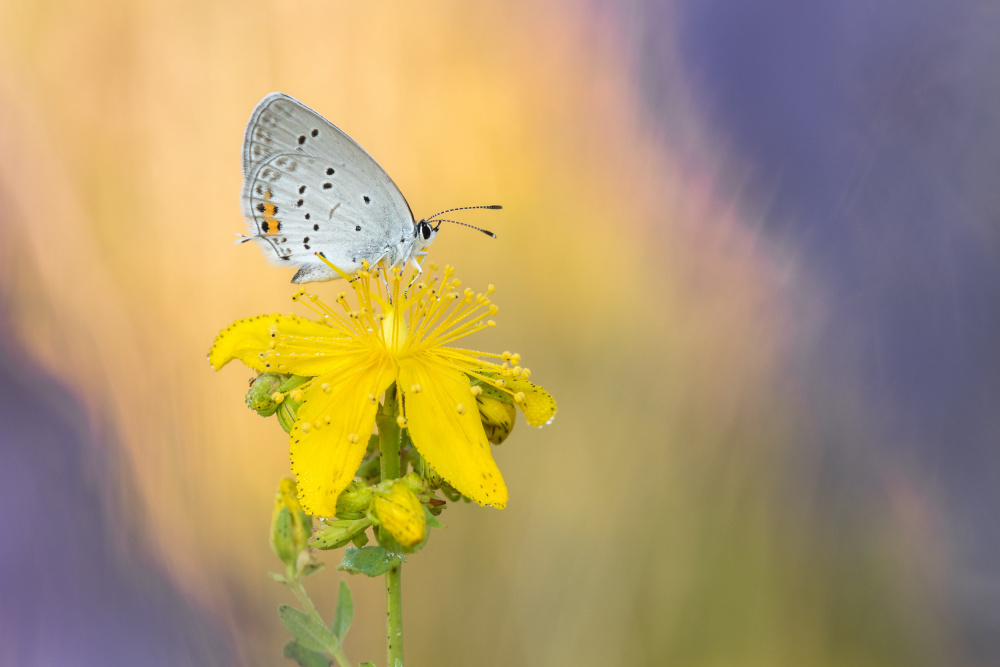 Delicate Butterfly Bloom by Rostislav Kralik — canvas wall art