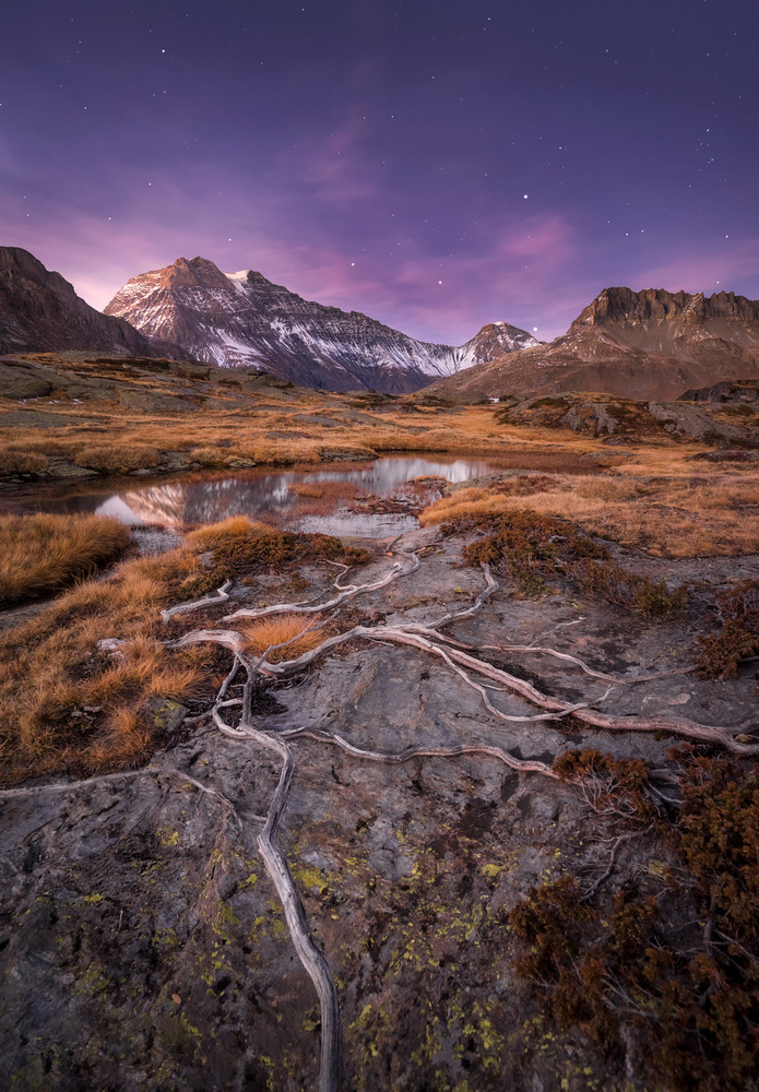 Alpine Roots Twilight Glow by Álvaro Pérez &amp Jose M. Pérez. Brothers — canvas wall art