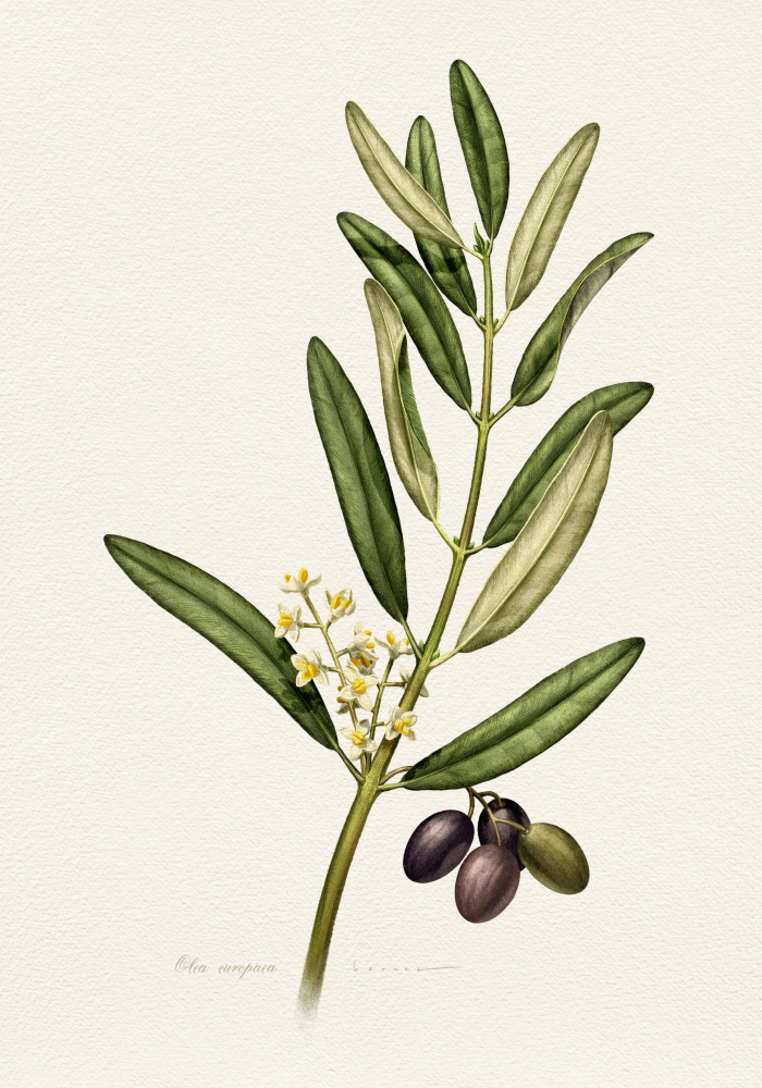 Olive Branch With Fruit by Juan Hernaz — canvas wall art