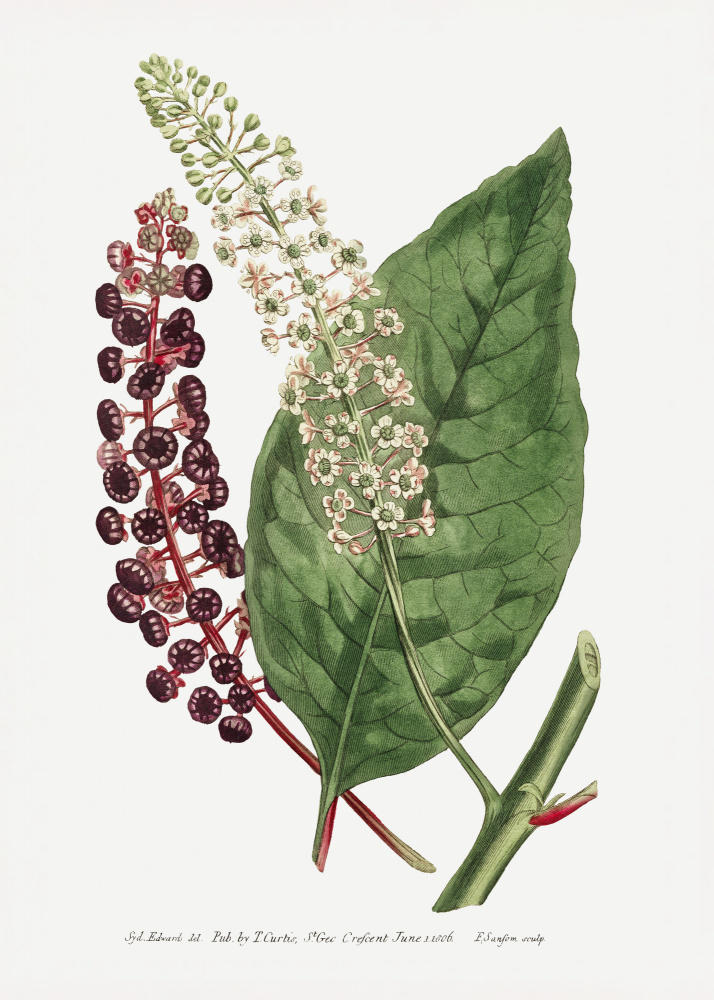 Phytolacca Decandra 1806 Flower Garden Displayed By Francis Sansom by Francis Sansom — canvas wall art