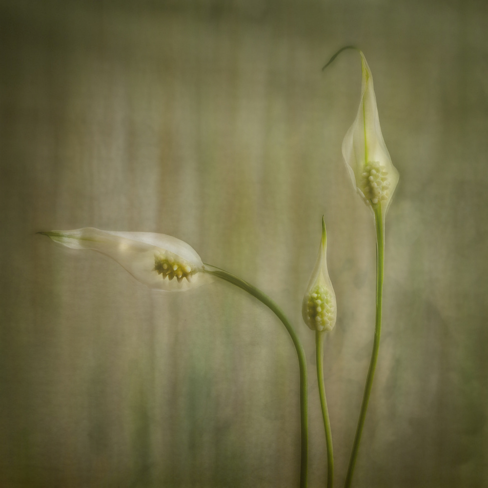 Serene Lily Blooms by Marie-anne Stas — canvas wall art