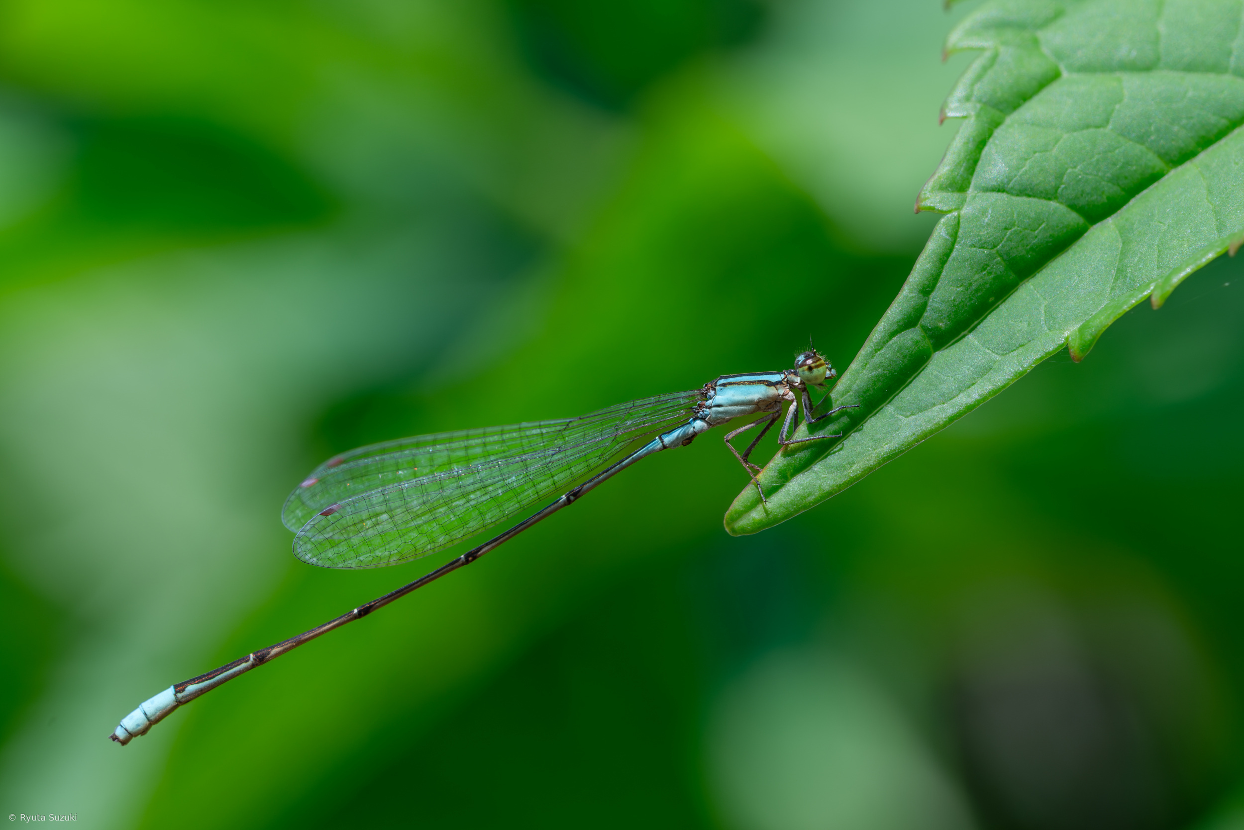 damselfly