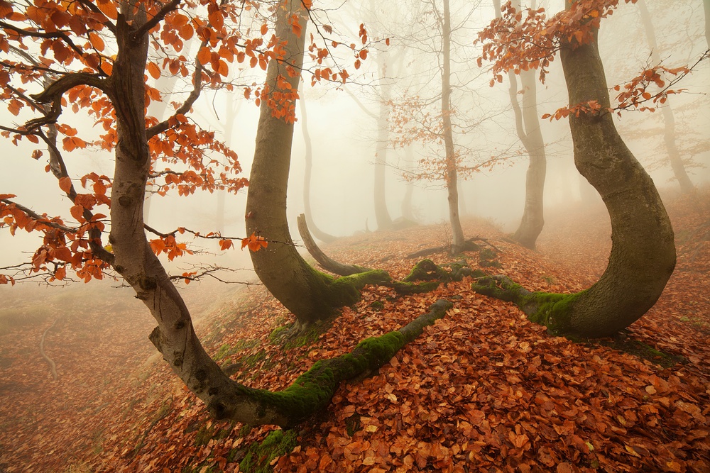 Curved Trees Misty Forest by Daniel Řeřicha — canvas wall art