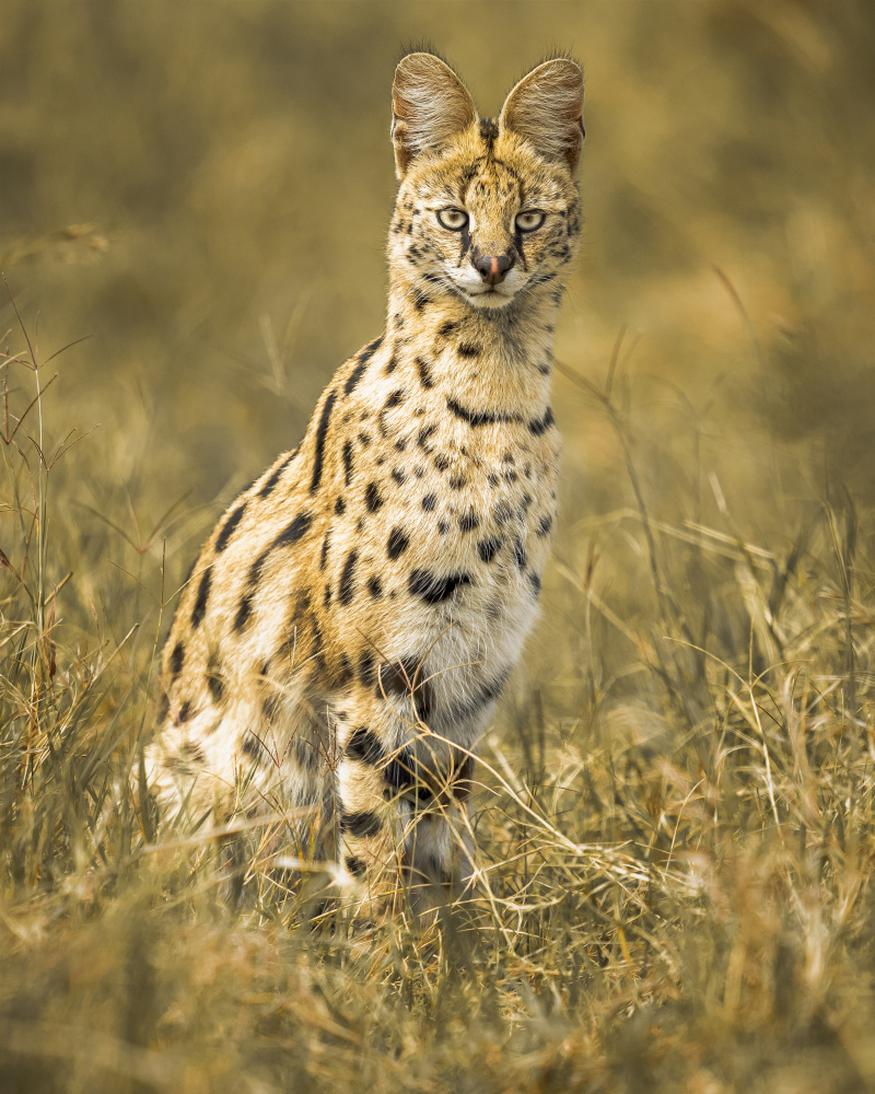 Majestic Serval Cat by Ahmed Sobhi — canvas wall art