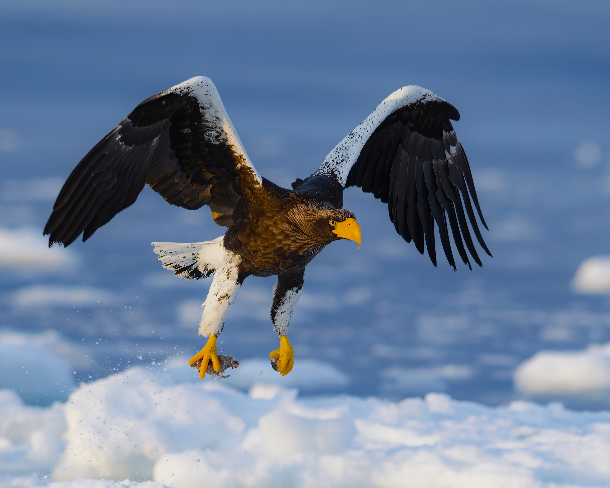 Steller's sea eagle