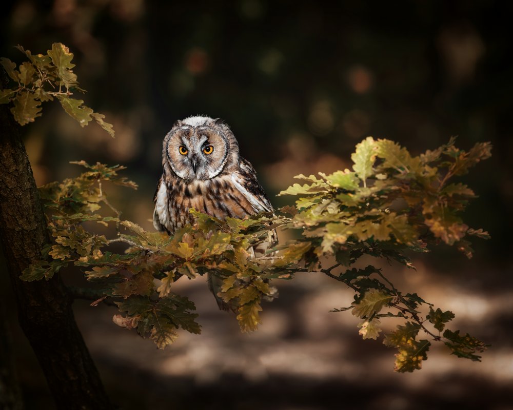 Long-Eared Owl Perched by Michaela Firešová — canvas wall art