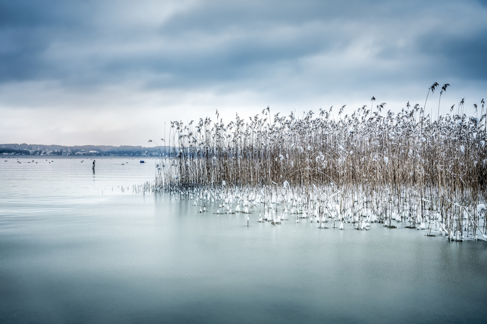 Snowy Reeds on Ice by Ulrike Eisenmann — canvas wall art