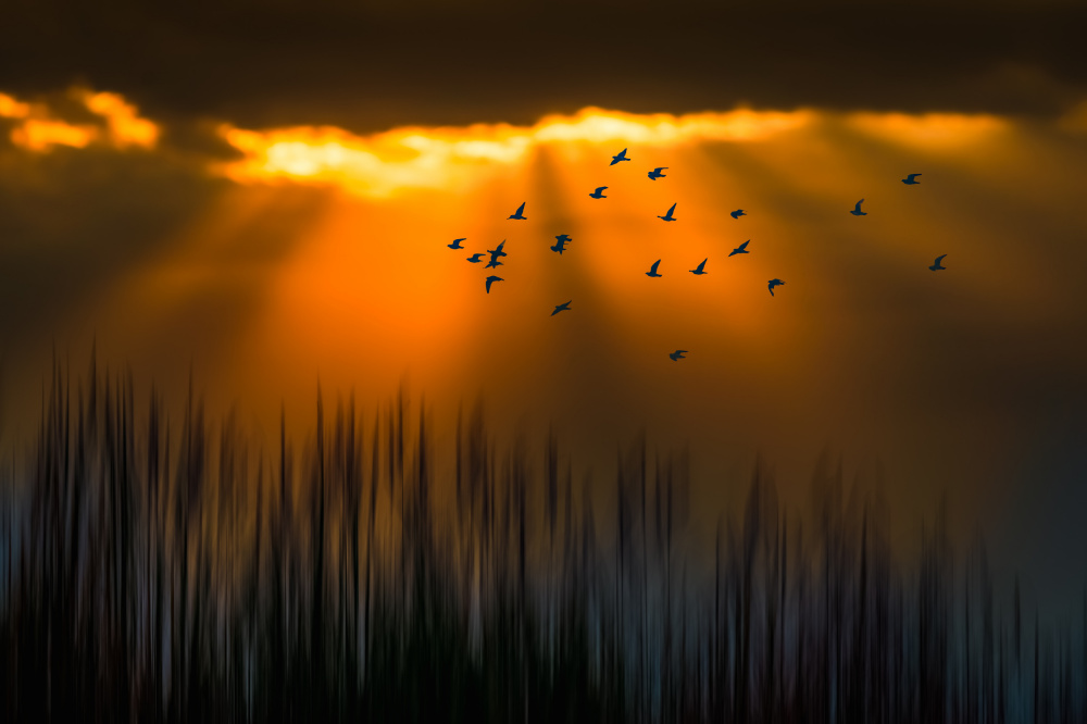 Golden Hour Flock Flight by Serena Duan — canvas wall art