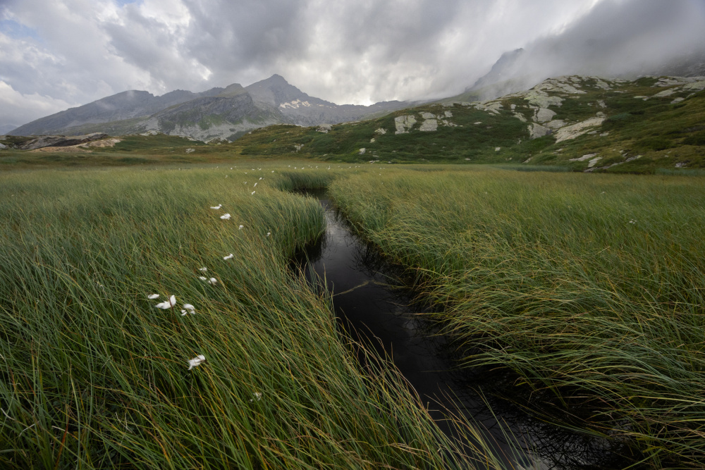Winding Stream Alpine Meadow by Petra Dvorak — canvas wall art