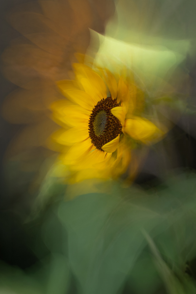 Dreamy Sunflower Bloom by Florent Dirk Thies — canvas wall art