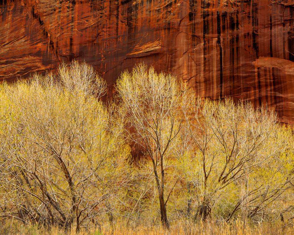 Golden Spring Canyon by John Fan — canvas wall art