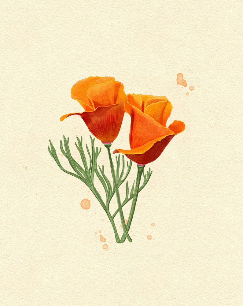 California Poppy by Katie O'Shea — canvas wall art