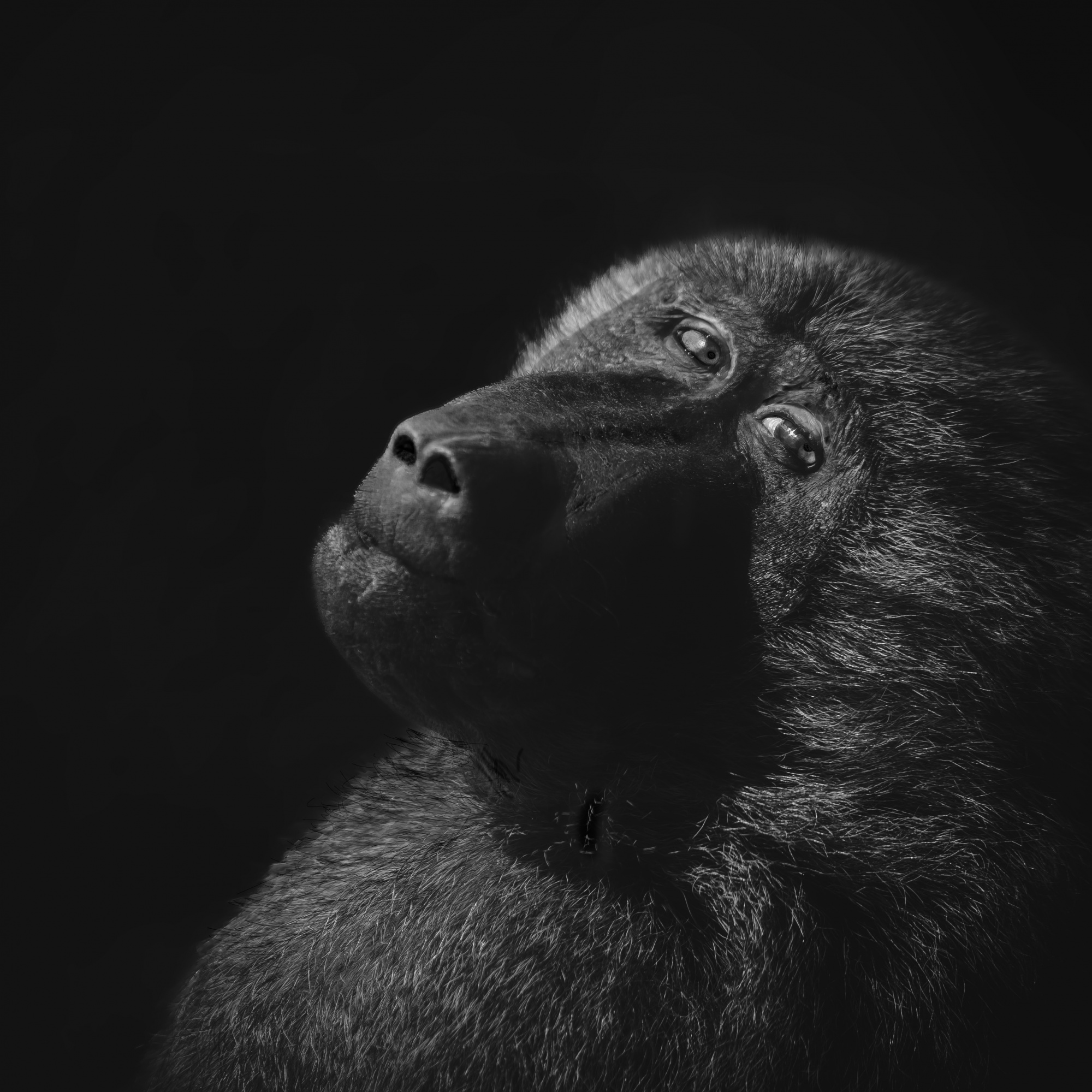 The Observer