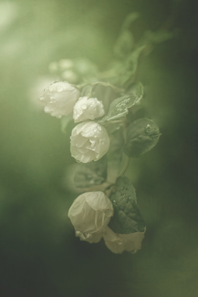 Jasmine by Kristina Zvinakeviciute — canvas wall art