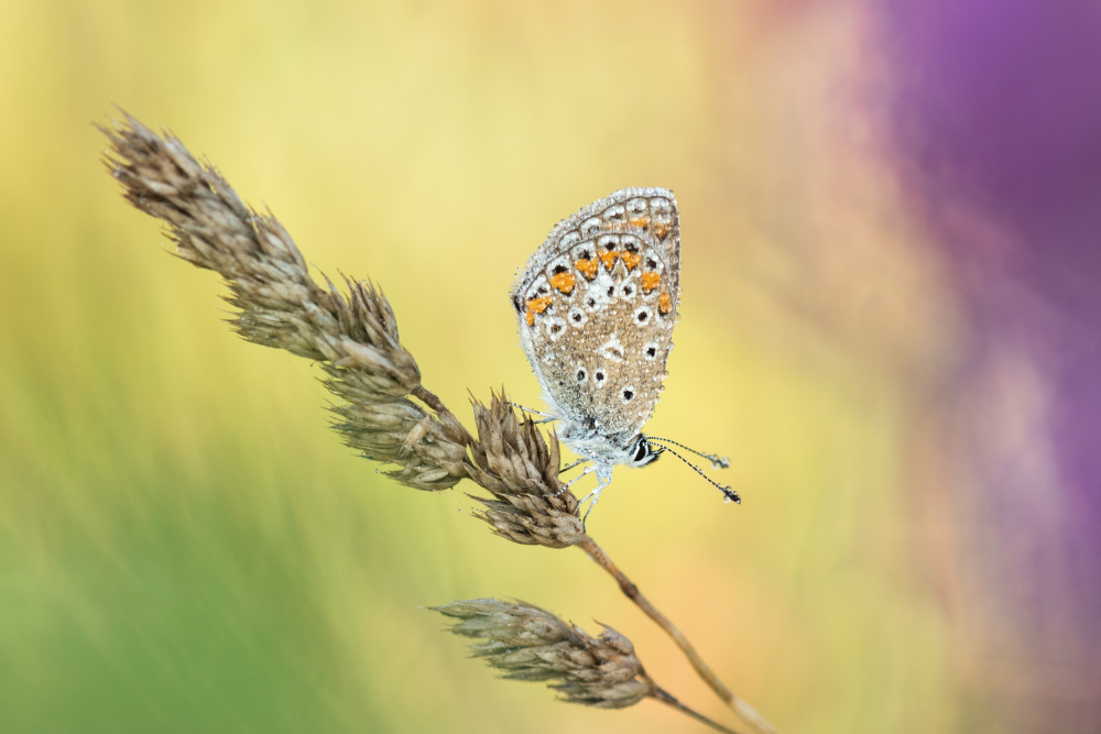 Delicate Blue Butterfly by Rostislav Kralik — canvas wall art