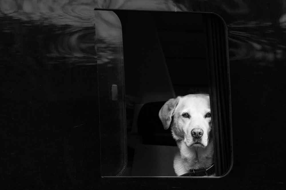 Curious Dog Car Ride by Petra Dvorak — canvas wall art