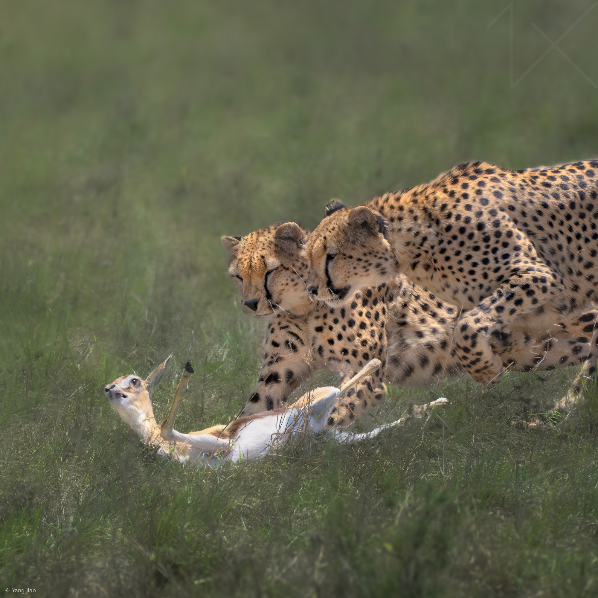 Cheetahs Bringing Down Prey