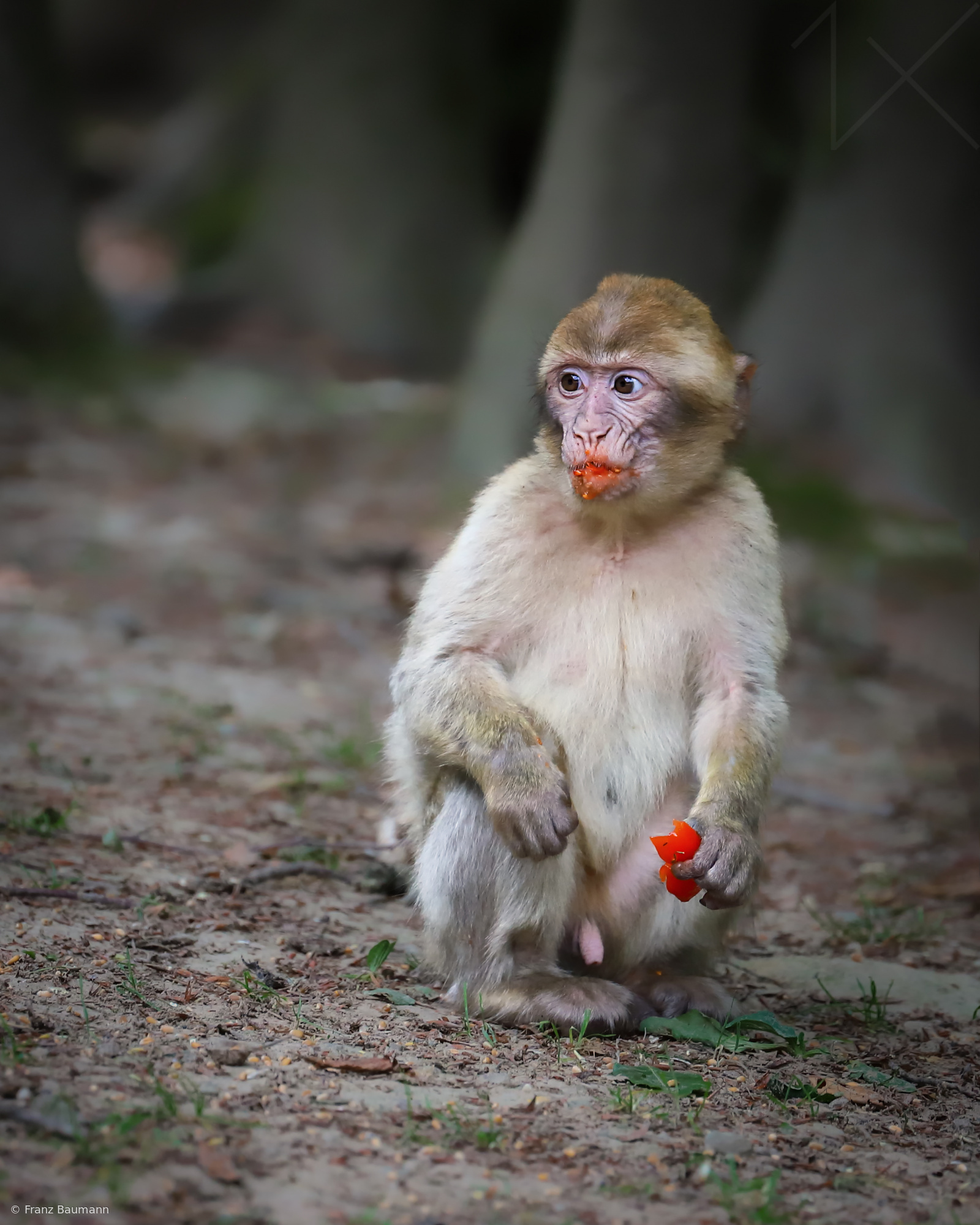 Young Barbary Macaque