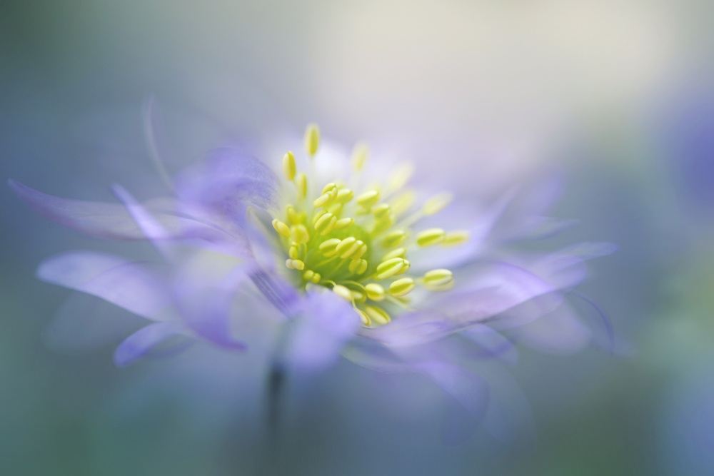 Dreamy Lavender Bloom by Jacky Parker — canvas wall art