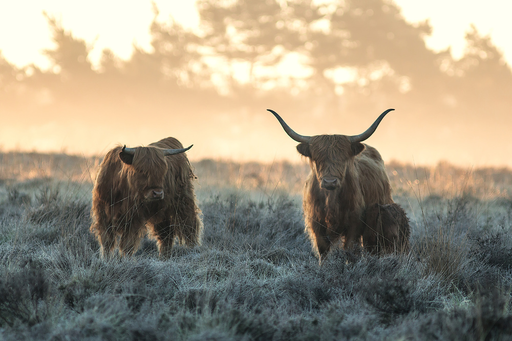 Highland Cattle Sunrise by Jaap van den Helm — canvas wall art