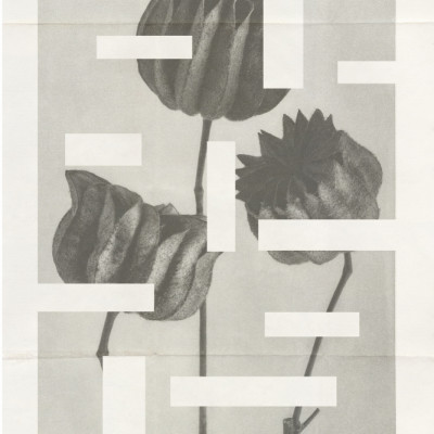 The art of botanic No.1