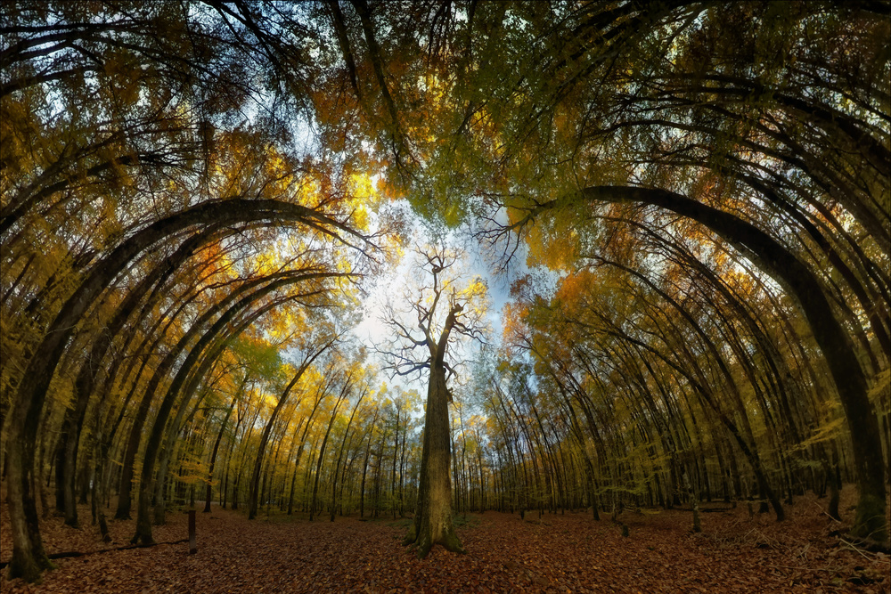 Autumn Forest Tunnel by Francois Casanova — canvas wall art