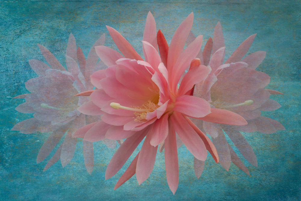 Dreamy Pink Blossom by Richard Urbanski — canvas wall art
