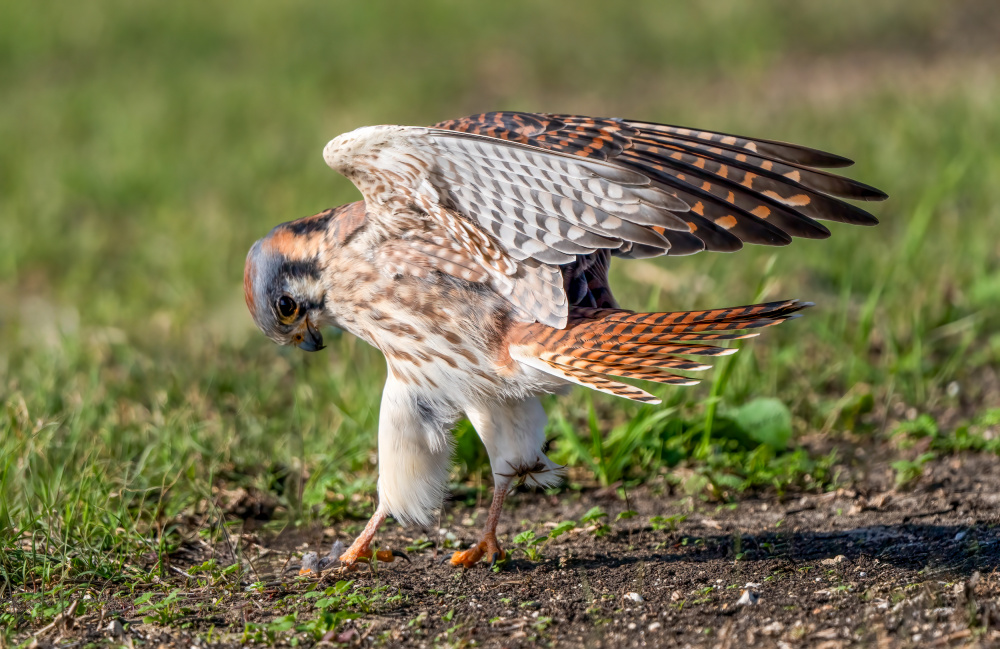 American Kestrel Ground Pose by Serena Duan — canvas wall art