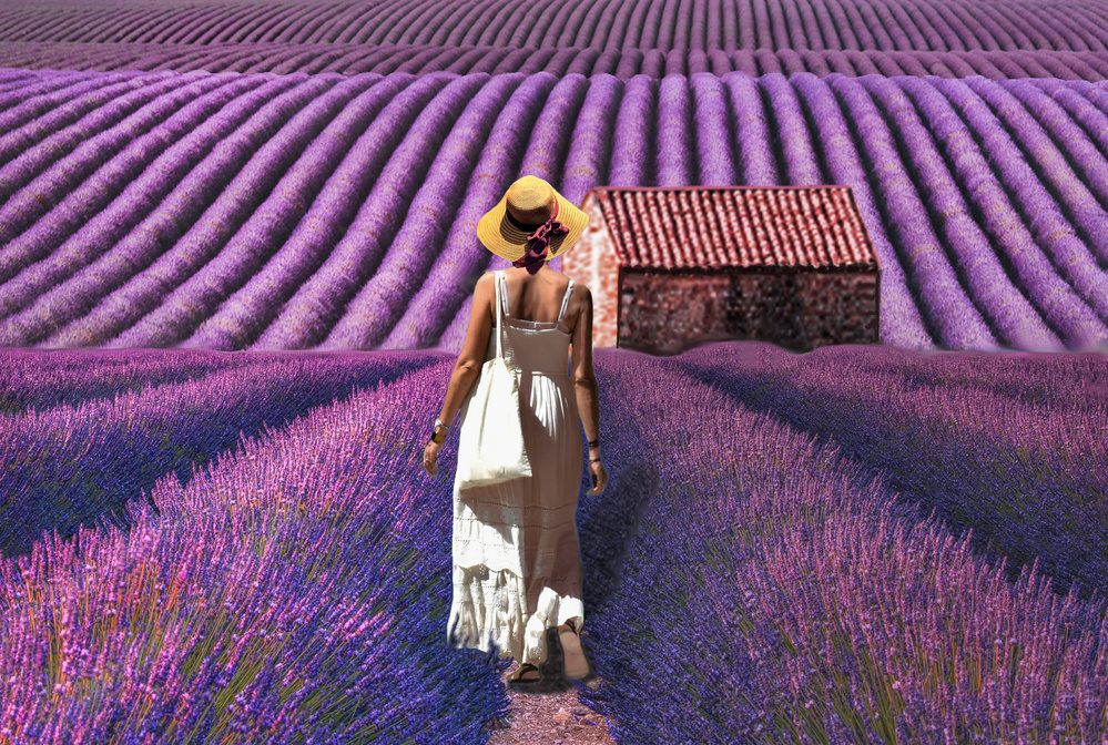 Lavender Field Walk by Pierre Bacus — canvas wall art