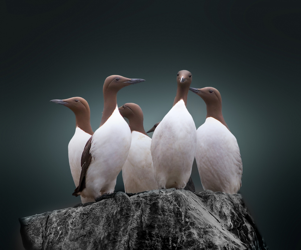 Five Seabirds Watch by Erik Engström — canvas wall art