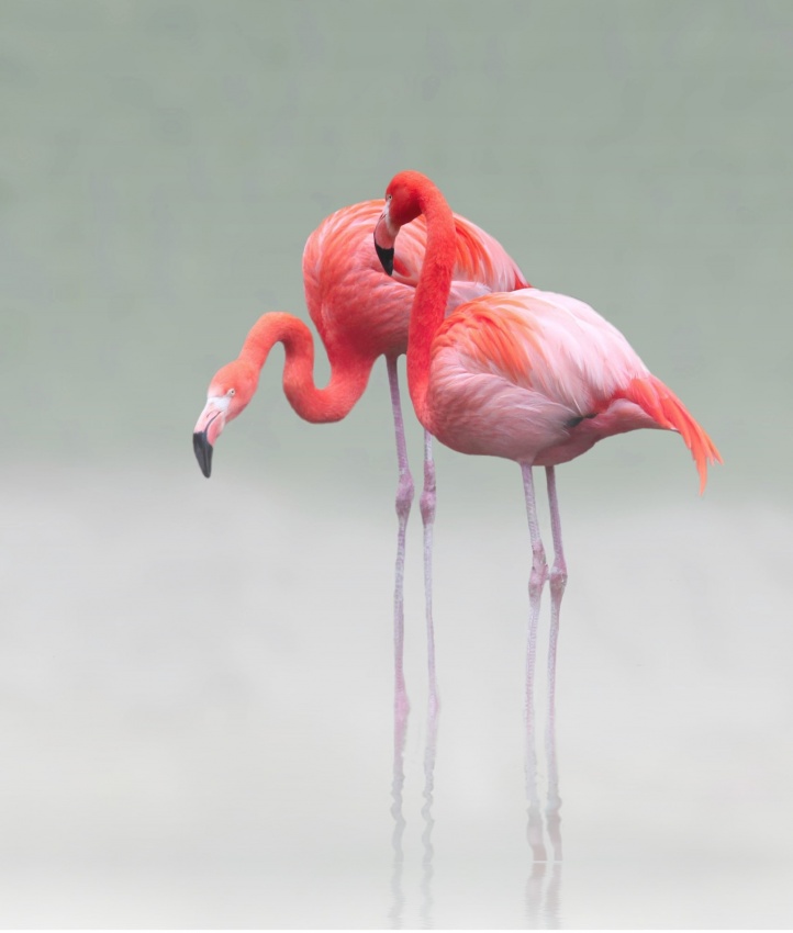 Graceful Pink Flamingos by Anna Cseresnjes — canvas wall art