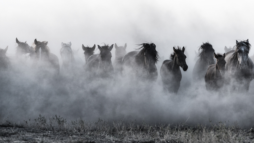Dusty Wild Horses by Yavuz Pancareken — canvas wall art