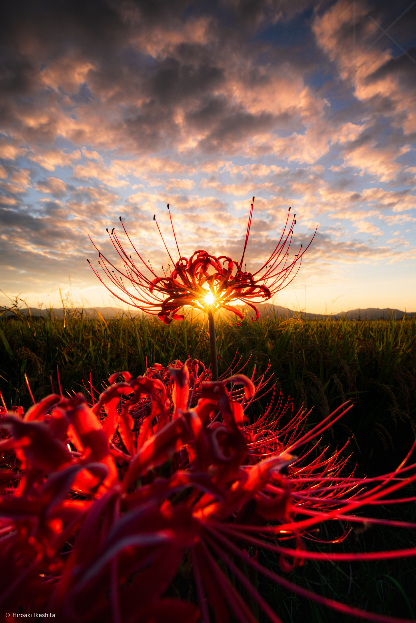 Red Spider Lily 2 by Hiroaki Ikeshita Red Spider Lily 2 by Hiroaki Ikeshita