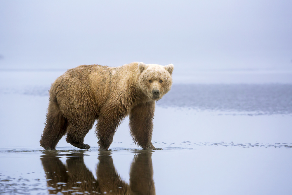 Brown Bear Reflection by Renee Doyle — canvas wall art