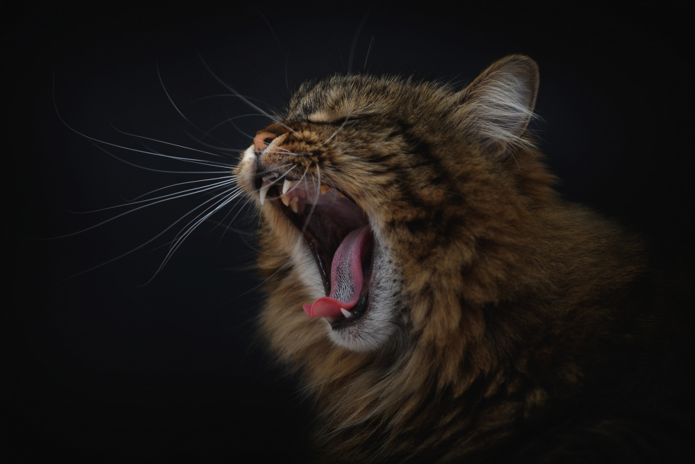 Cat's Big Yawn by Antonio Grambone — canvas wall art
