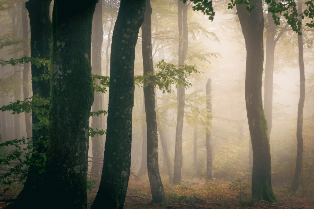 Misty Forest Morning by Stephanie Kleimann — canvas wall art