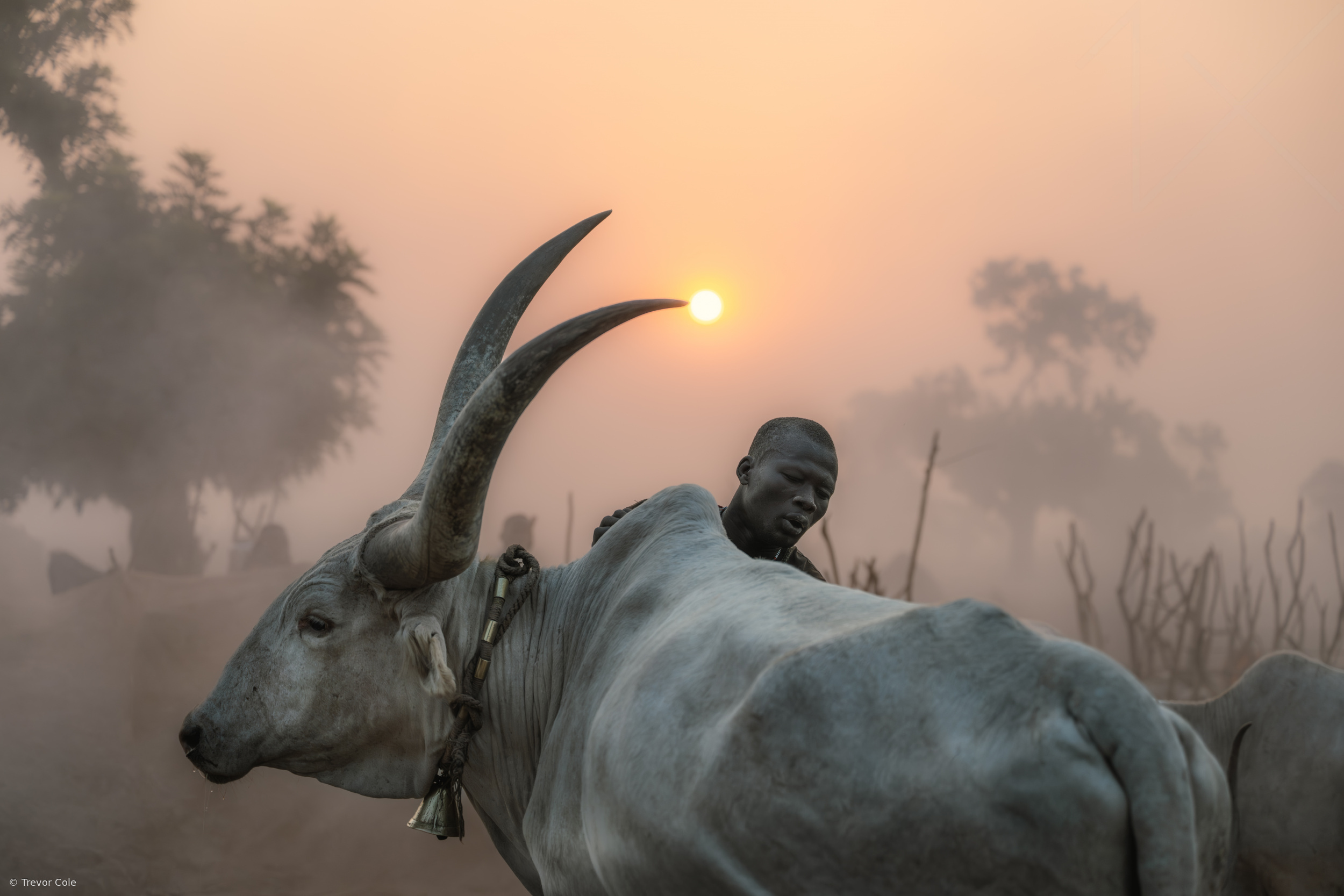 Husbandry of the Mundari
