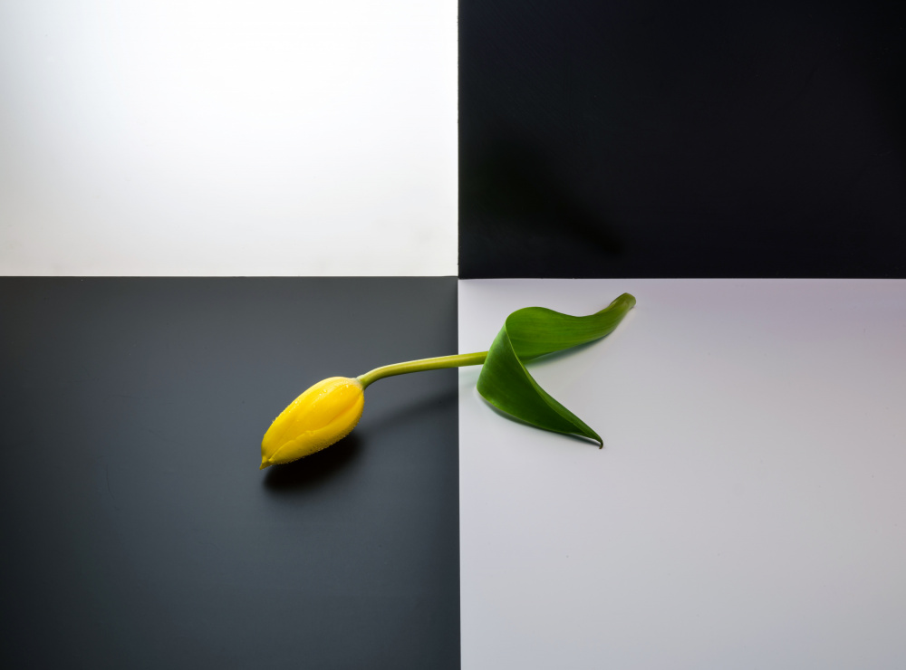 Yellow Tulip Contrast by Allan Li wp — canvas wall art
