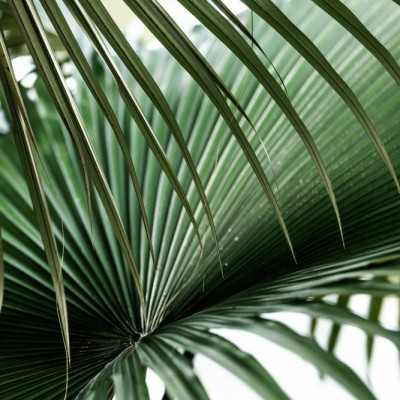 Lush Green Palm Fan