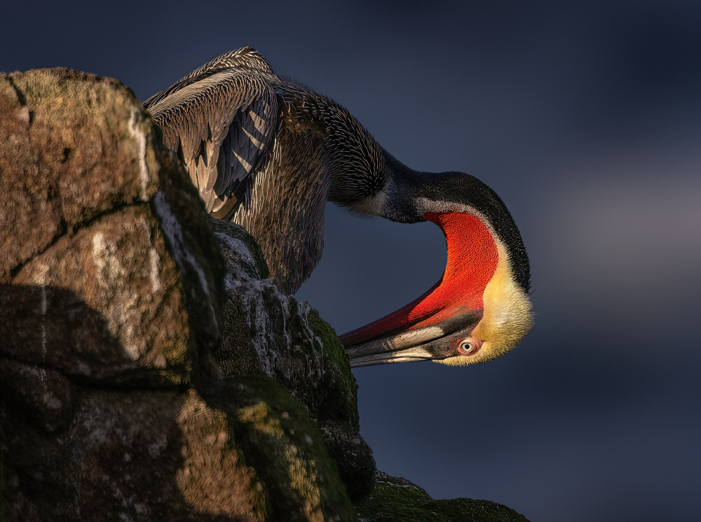 Vibrant Pelican Moment by Molly Fu APA — canvas wall art