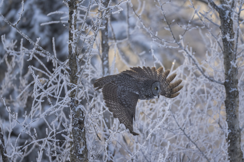 Great Grey by Peter Stahl — canvas wall art