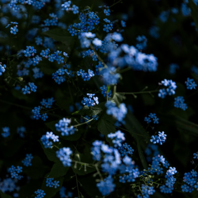 Tranquil Blue Flowers
